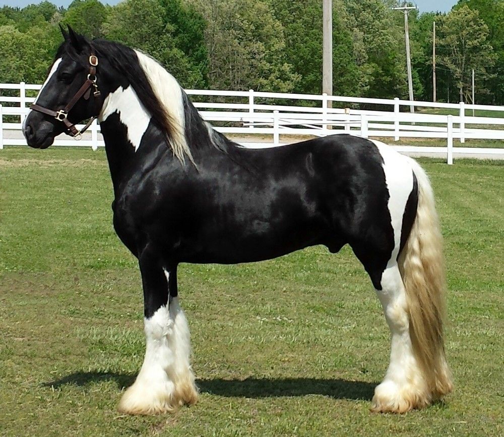 Friesian-Gypsy Vanner Crossbreed